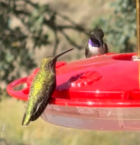 Black-chinned Hummingbird observed by jean_diaz1