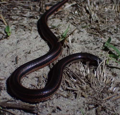 Rainbow Snake