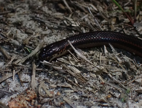 Rainbow Snake