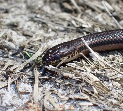 Rainbow Snake