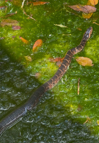 Banded Watersnake observed by carlos_sd