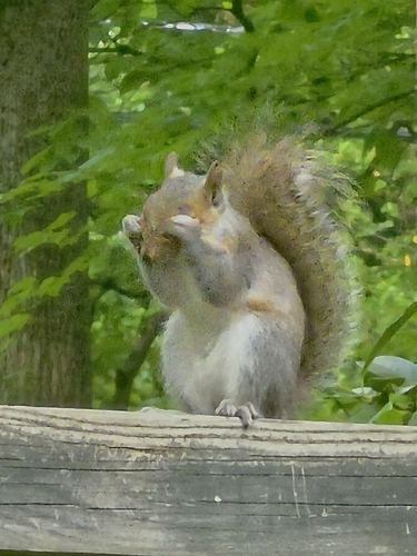 Eastern Gray Squirrel photographed in Maryland