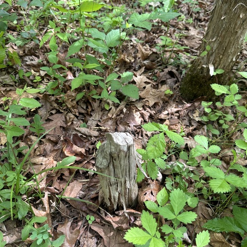animal observation 2