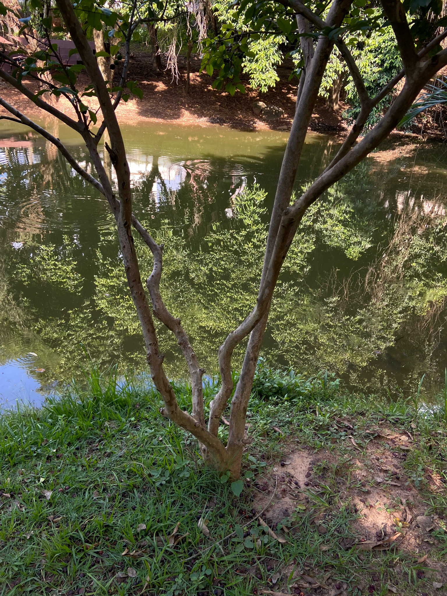 Imagem de Araçauna