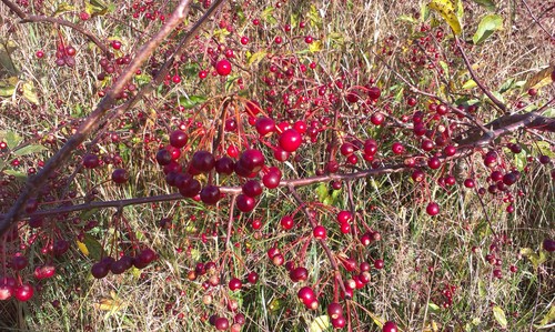 Sargent Crabapple (Malus sargentii)