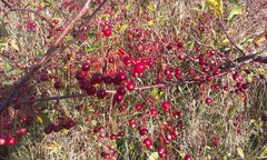 Sargent's Crabapple (Malus sargentii)