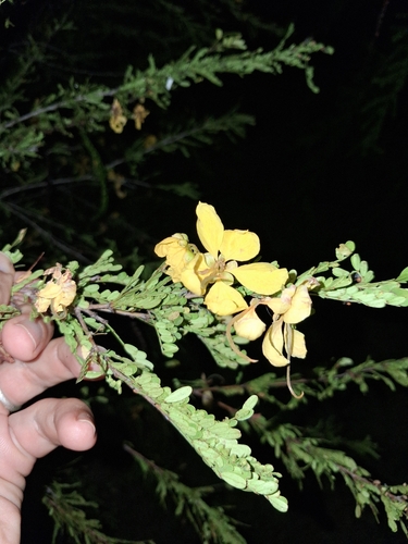 Senna polyphylla, photograph 1