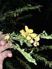 Senna polyphylla