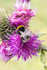 Bombus soroeensis