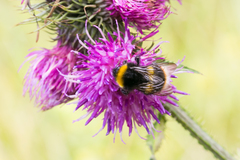 Bombus soroeensis