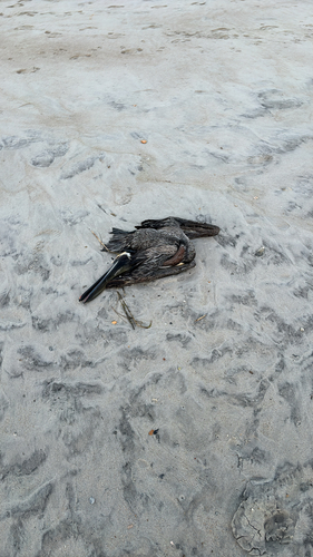 Brown Pelican observed by sebastianmentler
