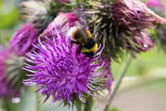 Bombus soroeensis