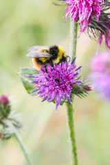 Bombus soroeensis
