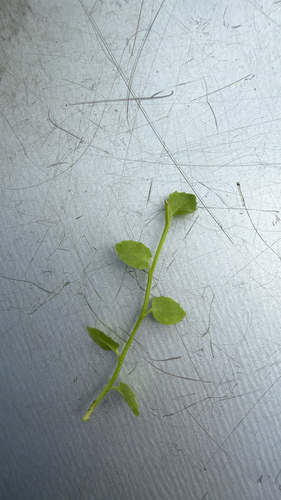 Lobelia quadrangularis 2