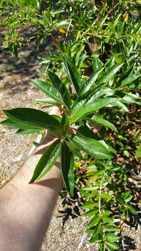 Cestrum diurnum, photograph 4