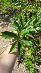 Cestrum diurnum, photograph author not stated, no rights reserved