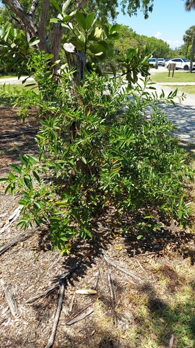 Cestrum diurnum, photograph 5