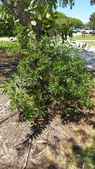 Cestrum diurnum, photograph author not stated, no rights reserved