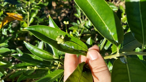 Cestrum diurnum, photograph 6