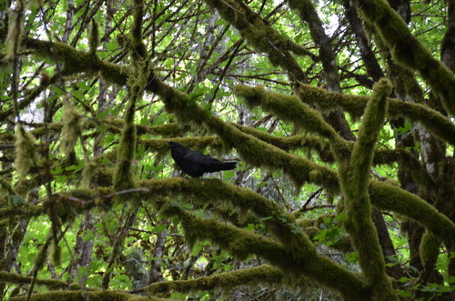 Common Raven observed by ulovetrin