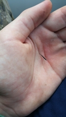 Hydrometra stagnorum