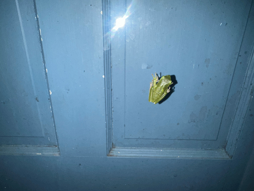 Green Treefrog observed by donnoha