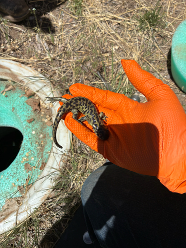Western Tiger Salamander observed by gentlemansamurai