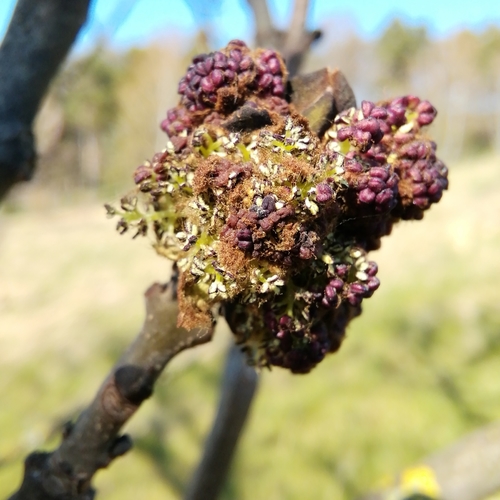 Paprastasis uosis nuotrauka