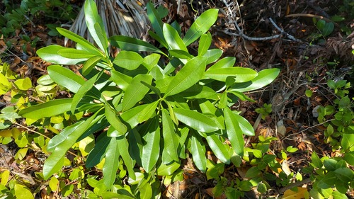 Ochrosia elliptica, photograph 4