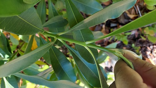 Ochrosia elliptica, photograph 5
