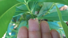 Ochrosia elliptica, photograph author not stated, no rights reserved