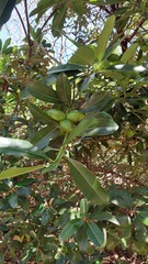Ochrosia elliptica, photograph author not stated, no rights reserved