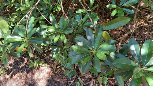 Ochrosia elliptica, photograph 3