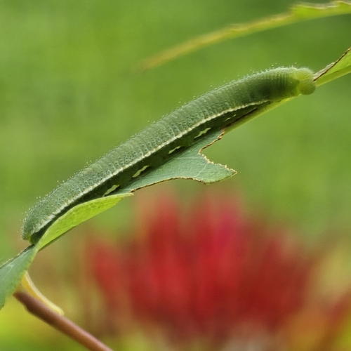 Common Grass Yellow, photo 8 of 10