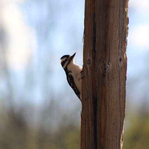Hairy Woodpecker observed by cheeseburger_chickadee