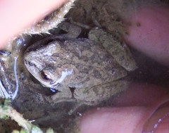 Pseudacris brachyphona