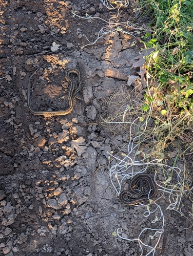 Common Garter Snake observed by zagrayk