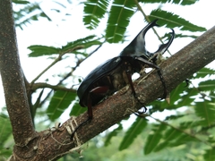 Xylotrupes gideon gideon