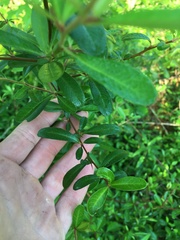 Sideroxylon reclinatum