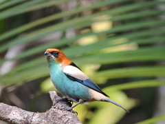 Stilpnia peruviana