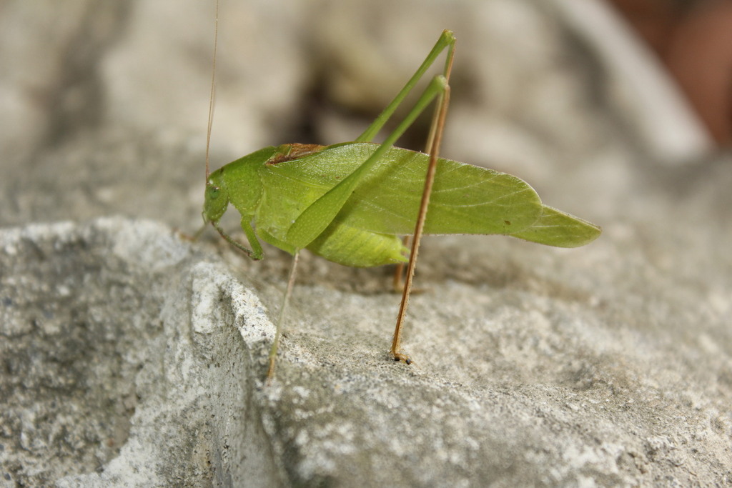 Oblong-winged Katydids