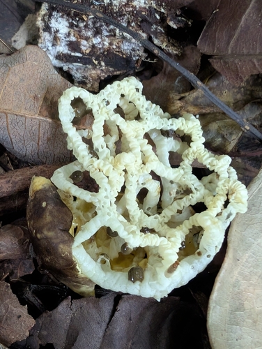 Clathrus chrysomycelinus