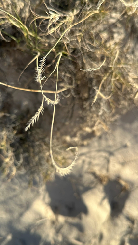 Gypsum Grama