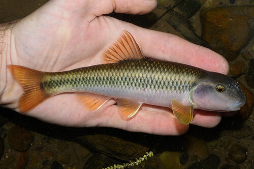 River chub (Nocomis micropogon) — Cyprinidae — 2