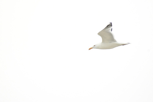 American Herring Gull observed by paul__seaman