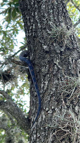Western Ratsnake observed by jimmyicondean