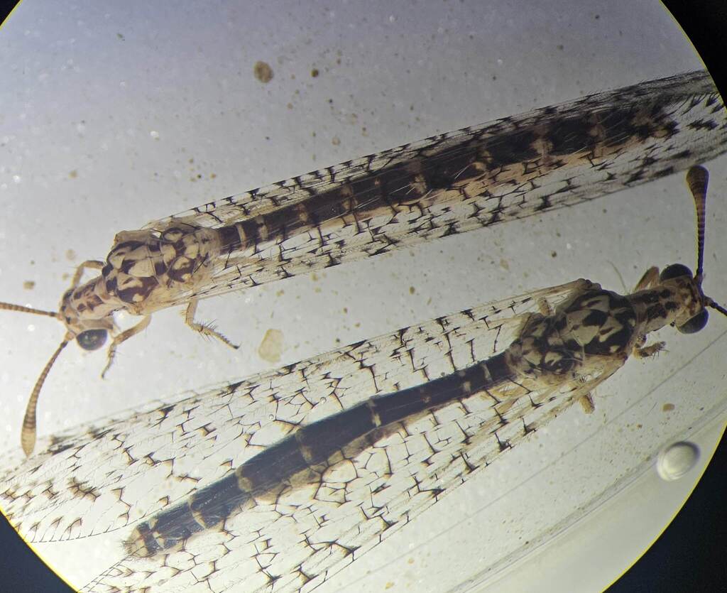 Tyttholeon puerilis