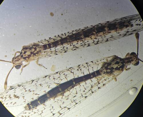 Tyttholeon puerilis