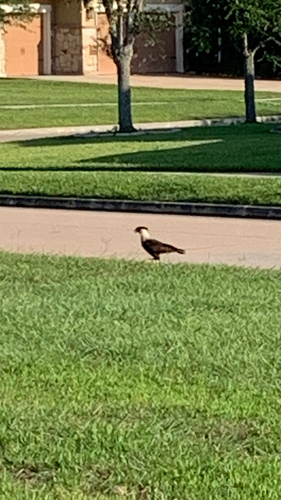 Crested Caracara observed by beardedman