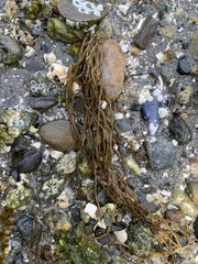 Gracilariopsis